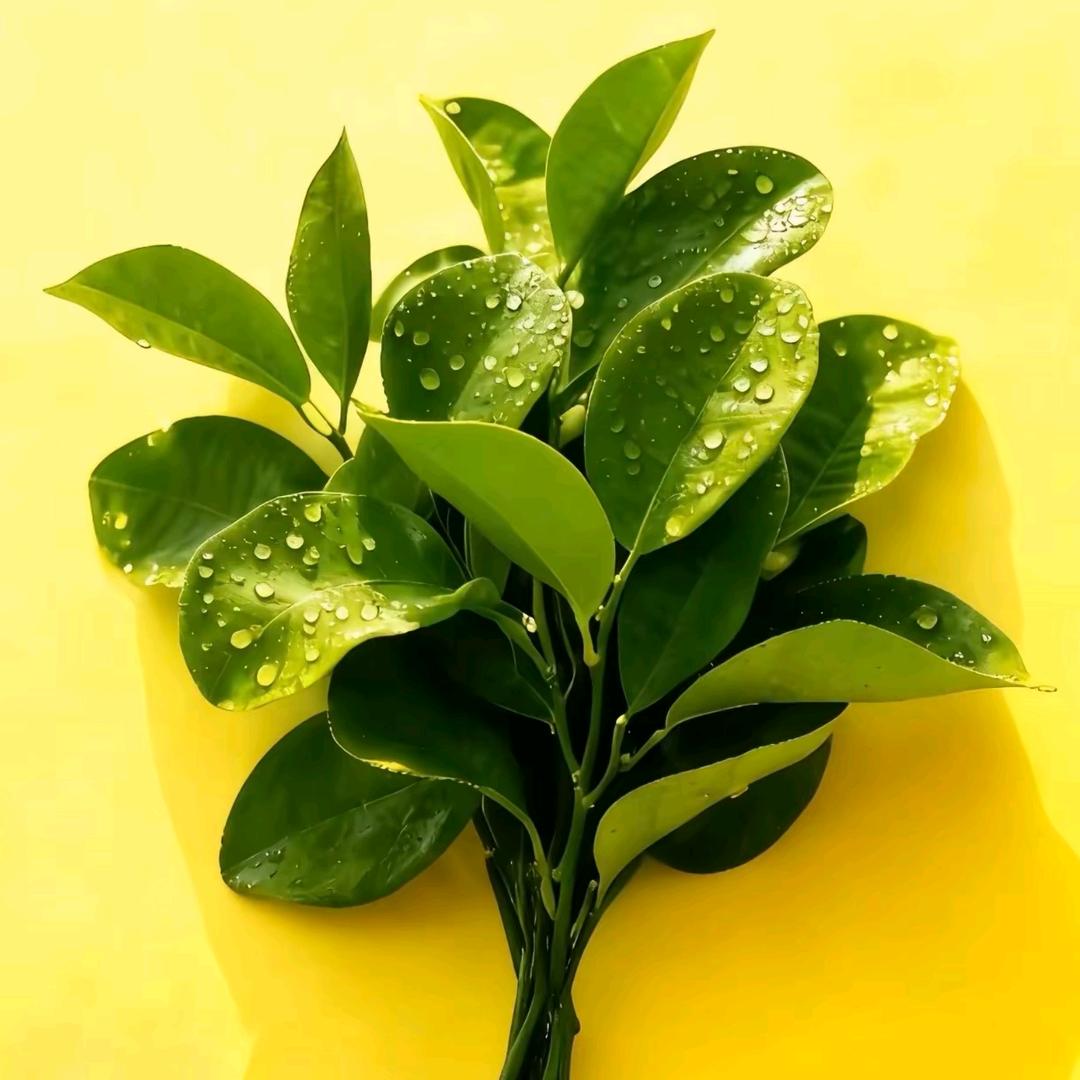 阳光明媚🐍🌻（好物在橱窗）