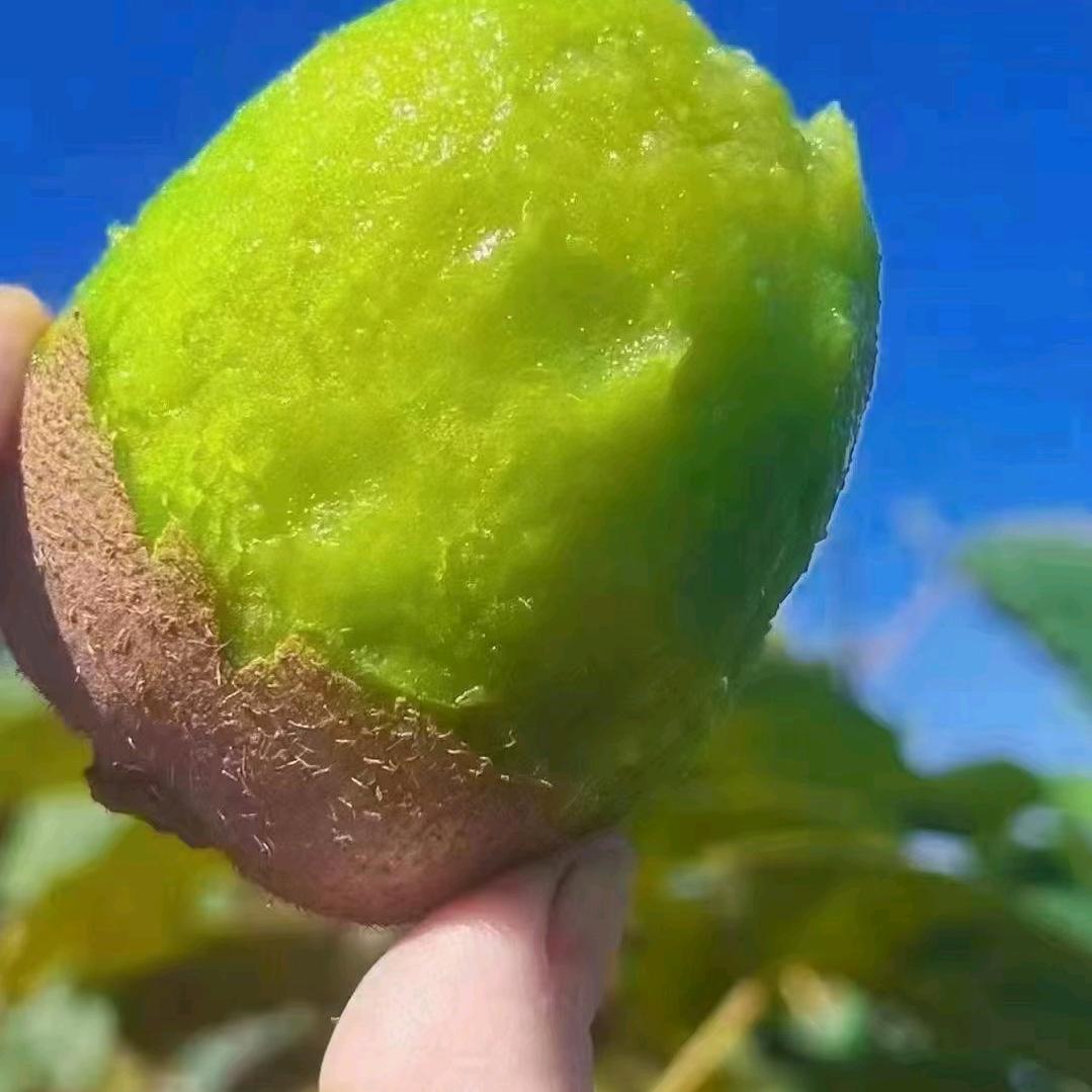 难受哥