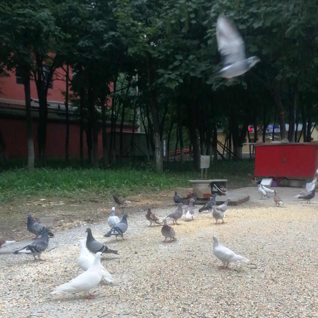 玄龍不准拒绝收费