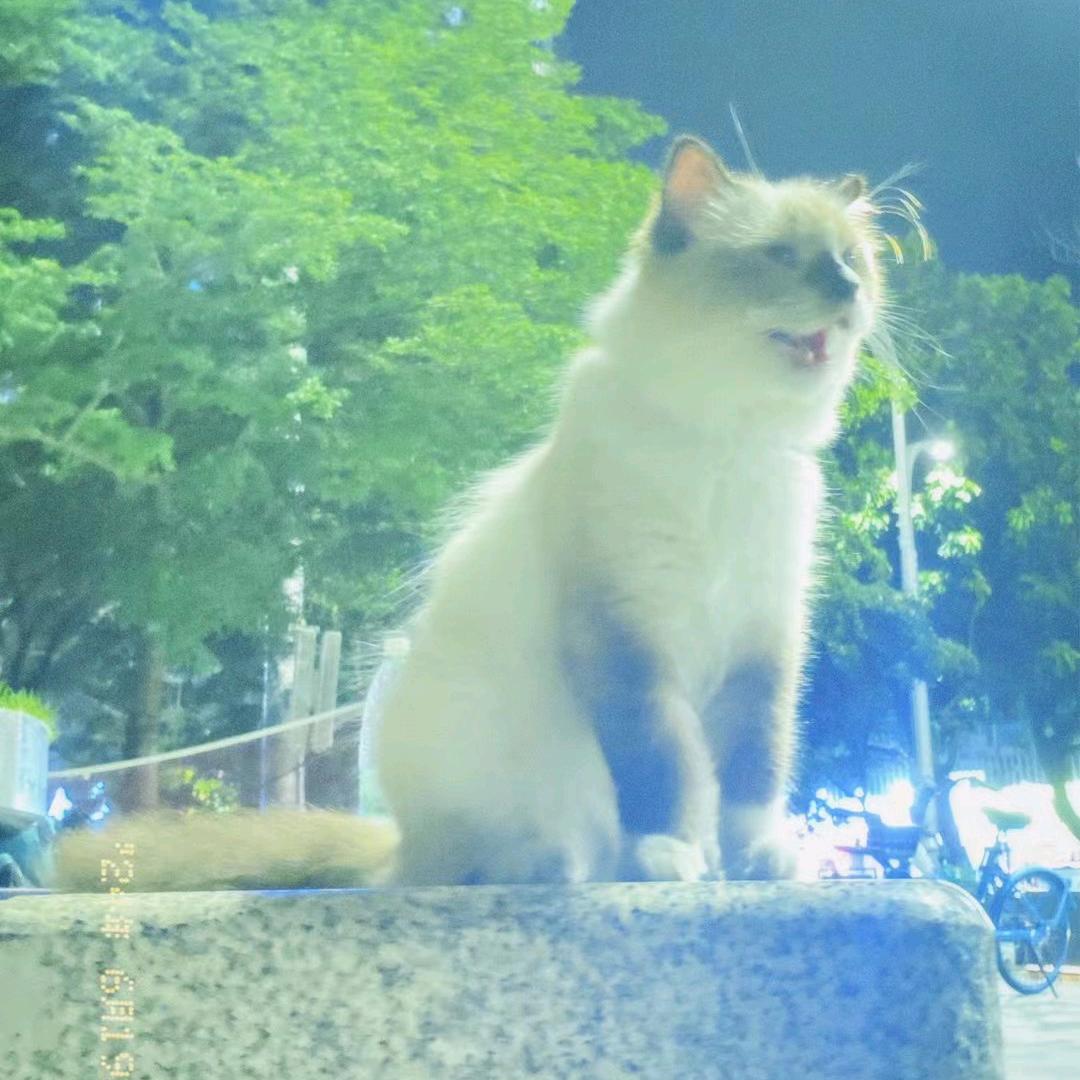 曙一旺喵宠物店