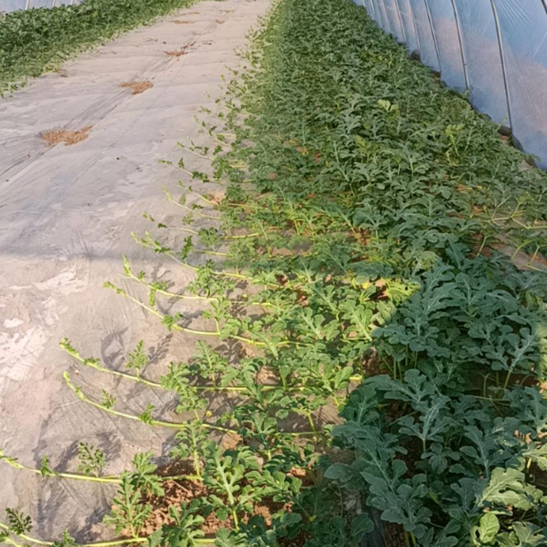 西瓜打芽小萌主