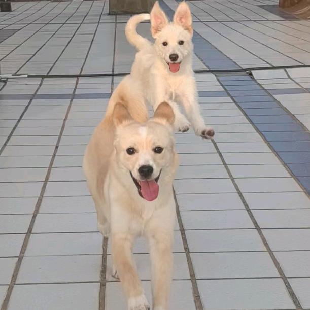 打不改和学不会