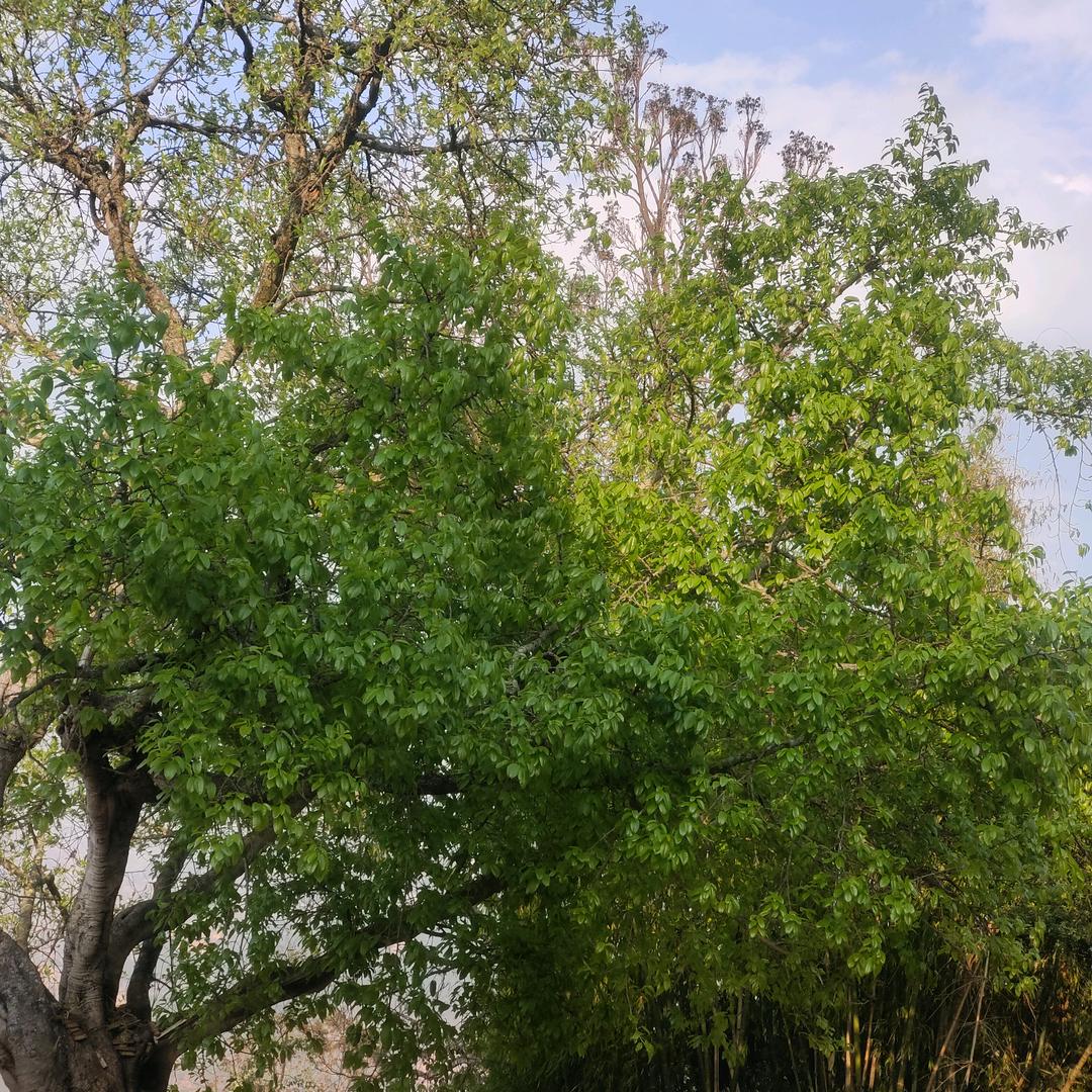 大理、漾濞小罗