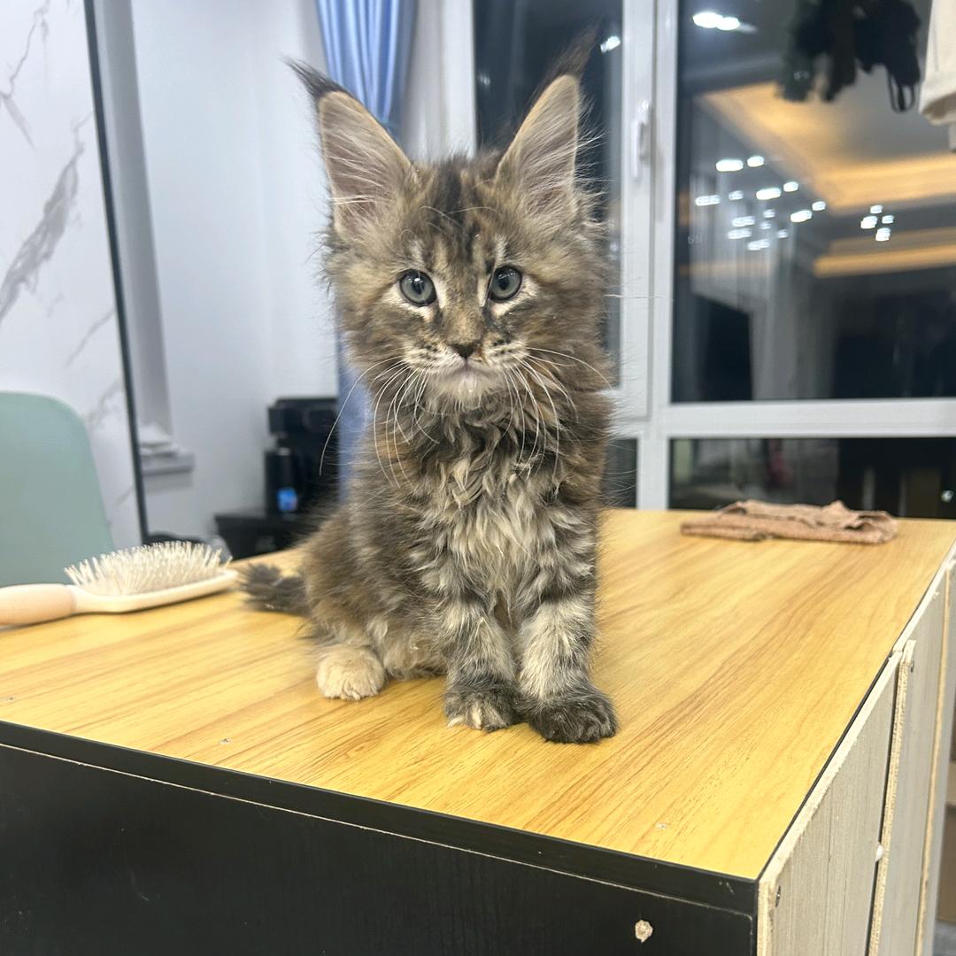 大东北侃猫