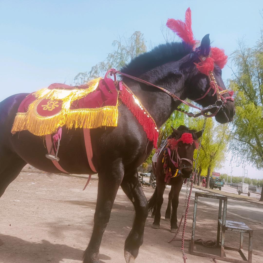 爱骑马的小杨🐎🐎🐎