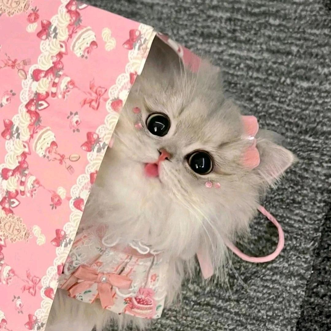 半口芝士小月亮头像