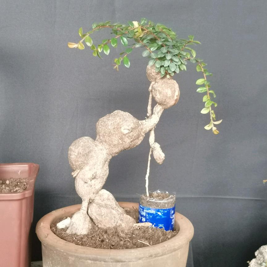 坤艺容盆景花卉园