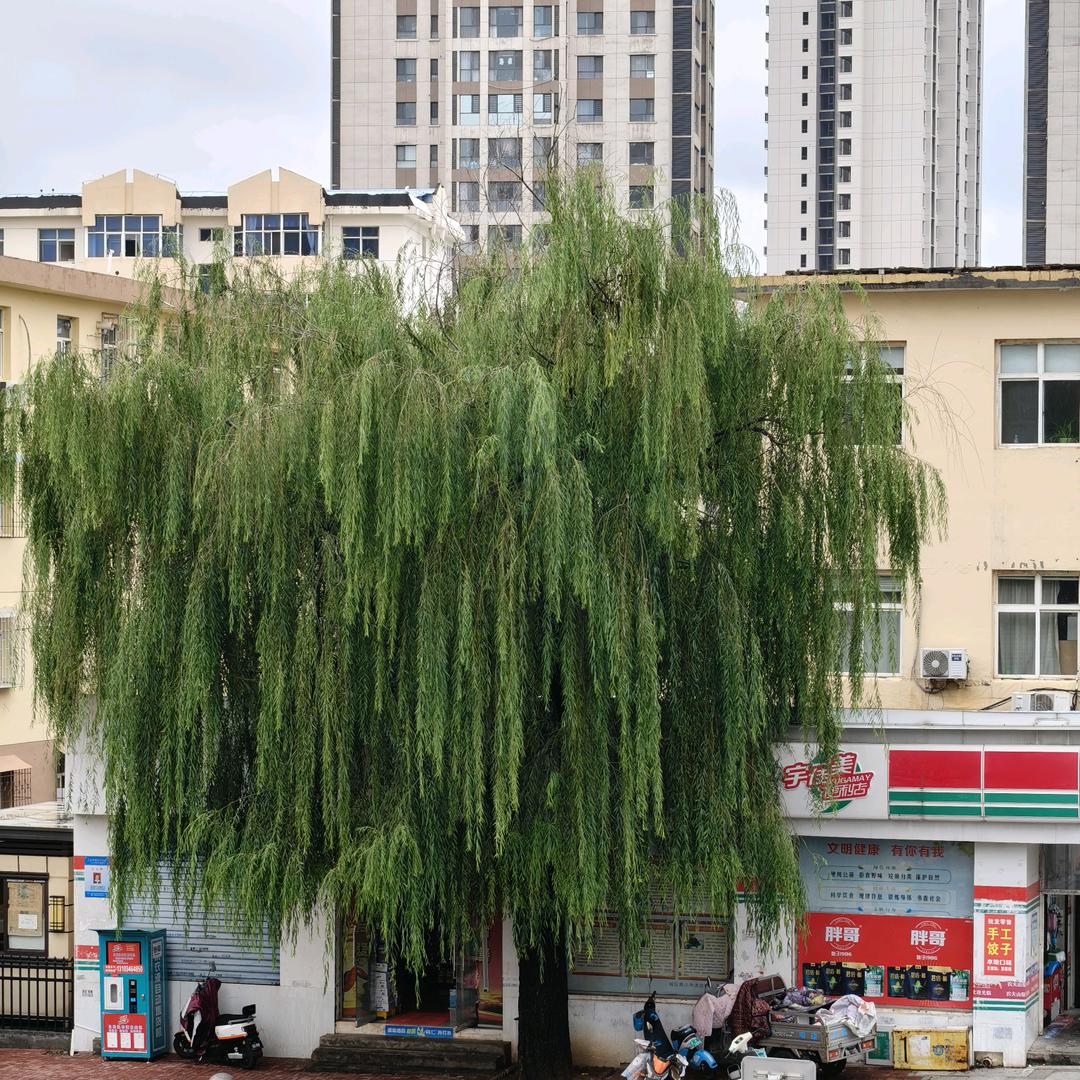 女王级的小女生