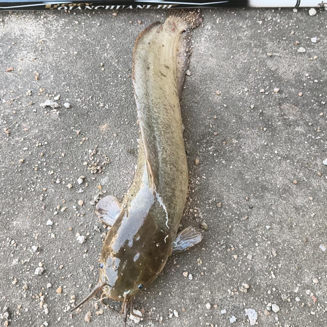 钓鱼🎣🎣仔