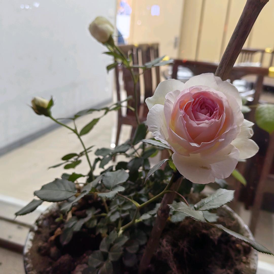 楚香源恩施菜