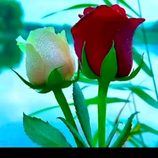 天天开心🌹🌹❤️❤️