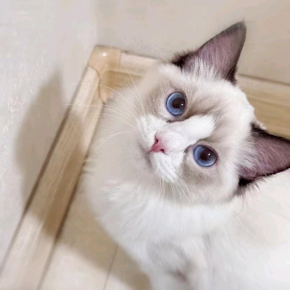 元宝是只布偶猫