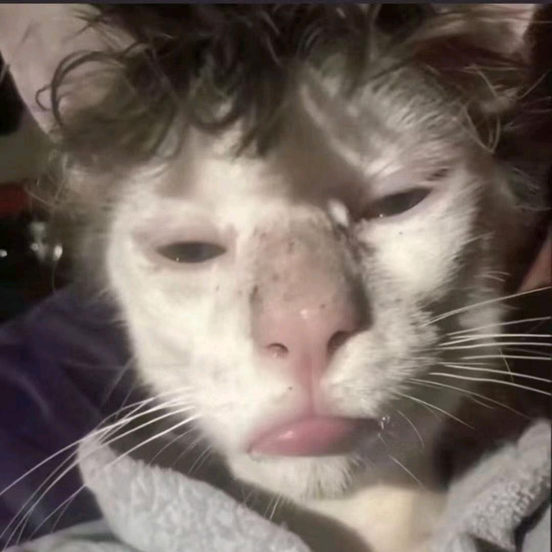 潦草的miao