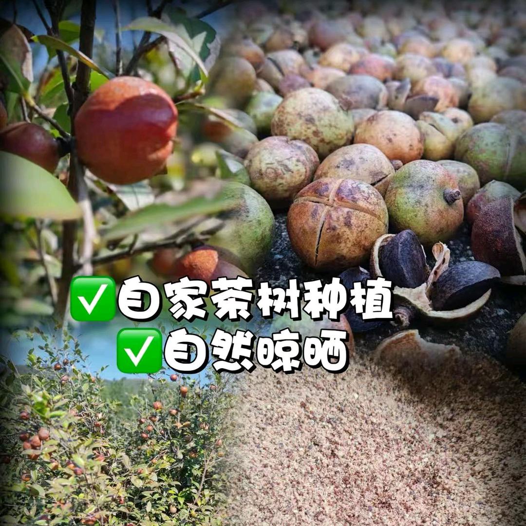 菊子茶