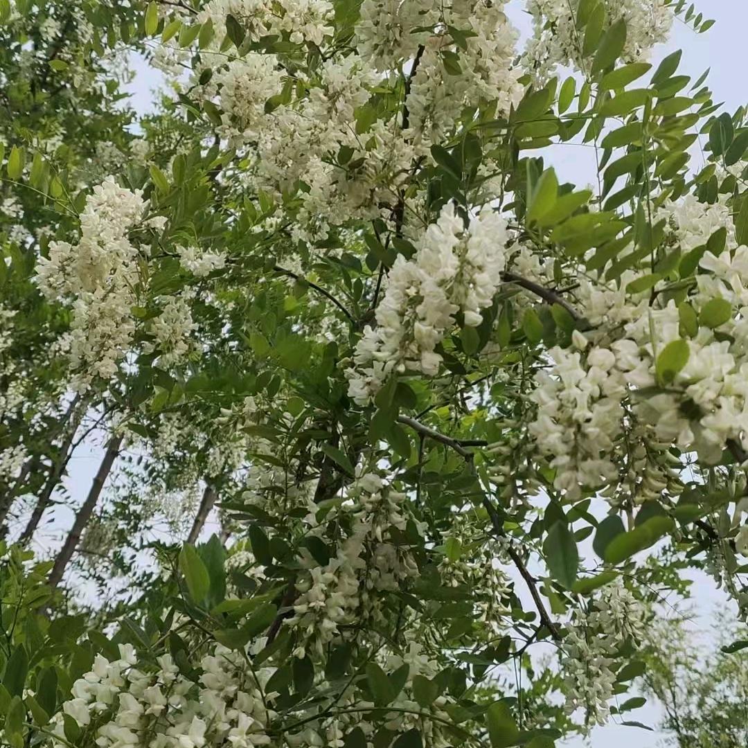 燕子呀