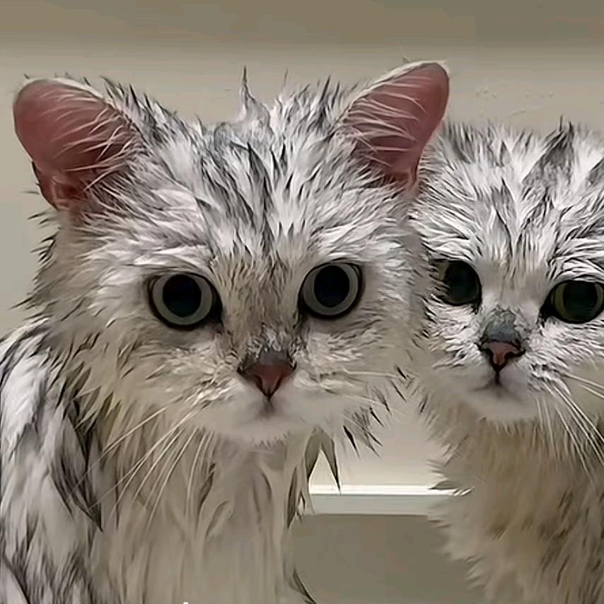 ʚ 睡个好觉ɞ🍀