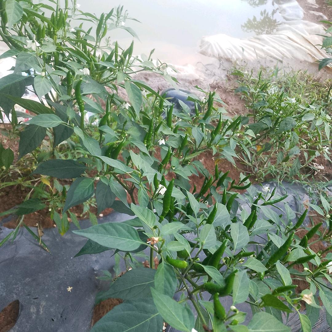 今天好运来