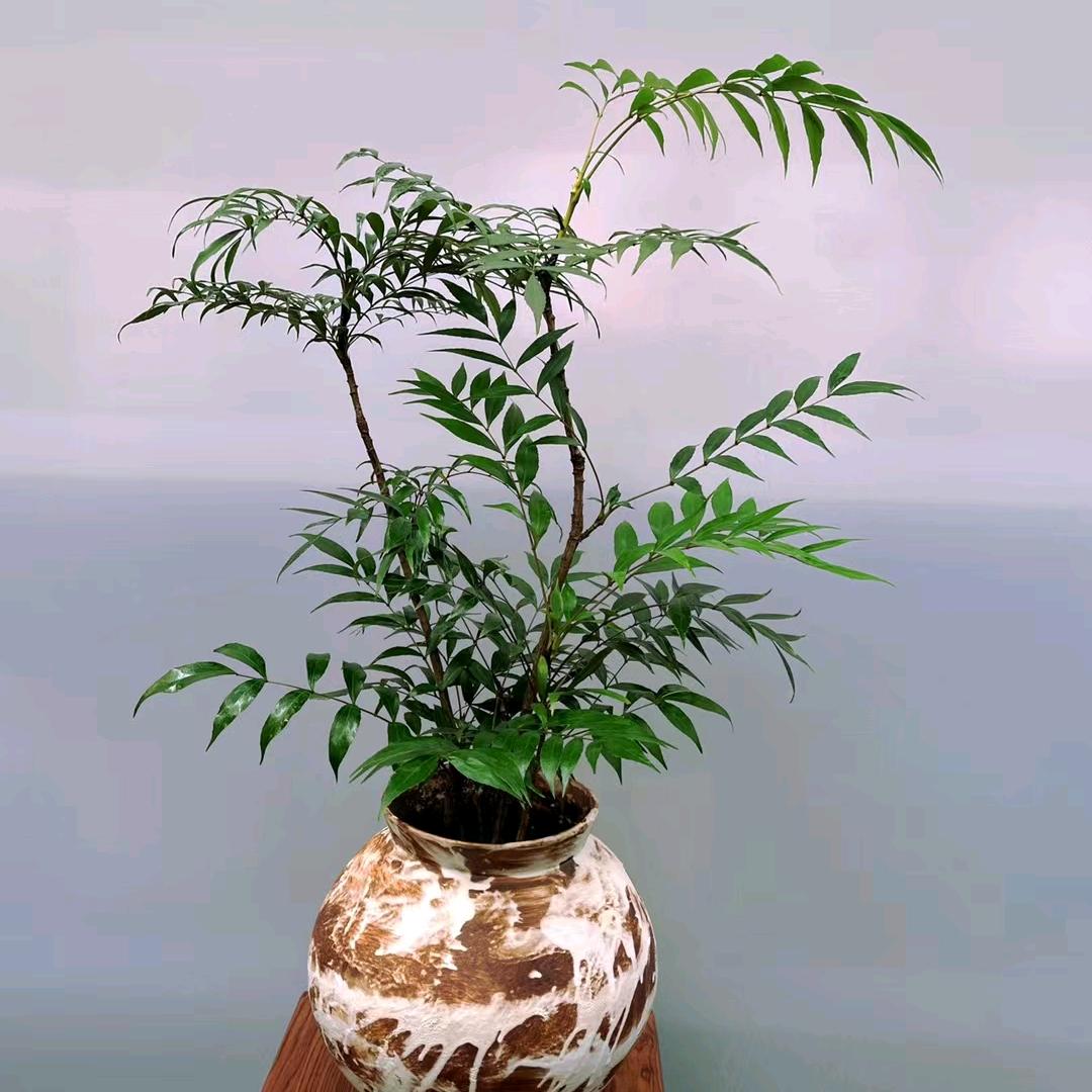 我就是我不一样的烟火