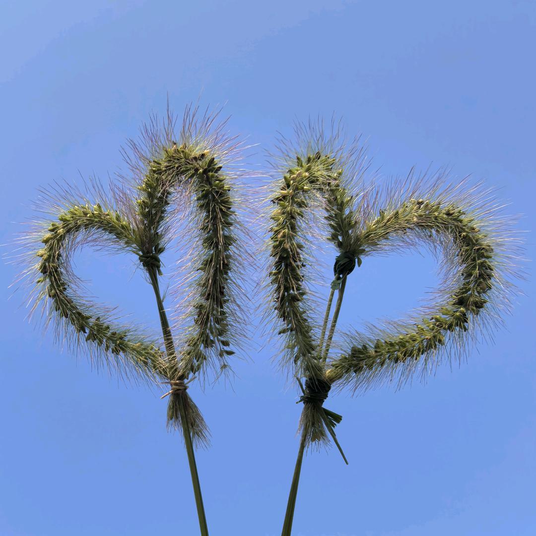 可可猫 青青🏸