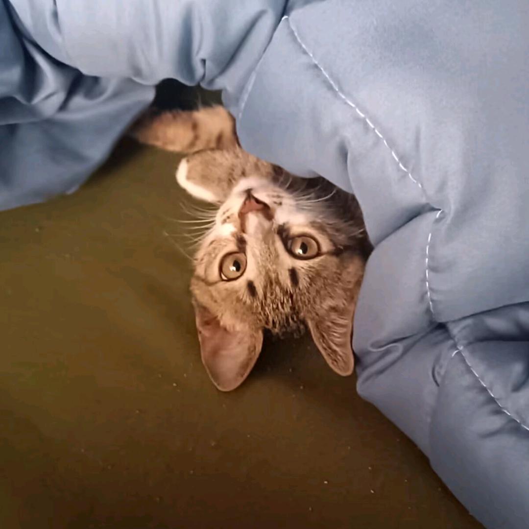 英格兰小鸡