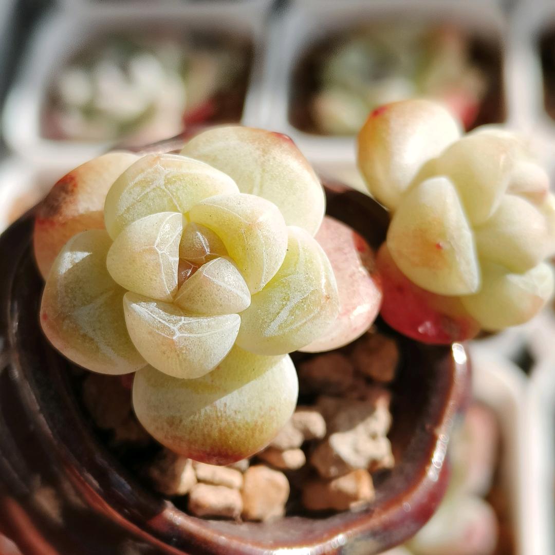 花开有声