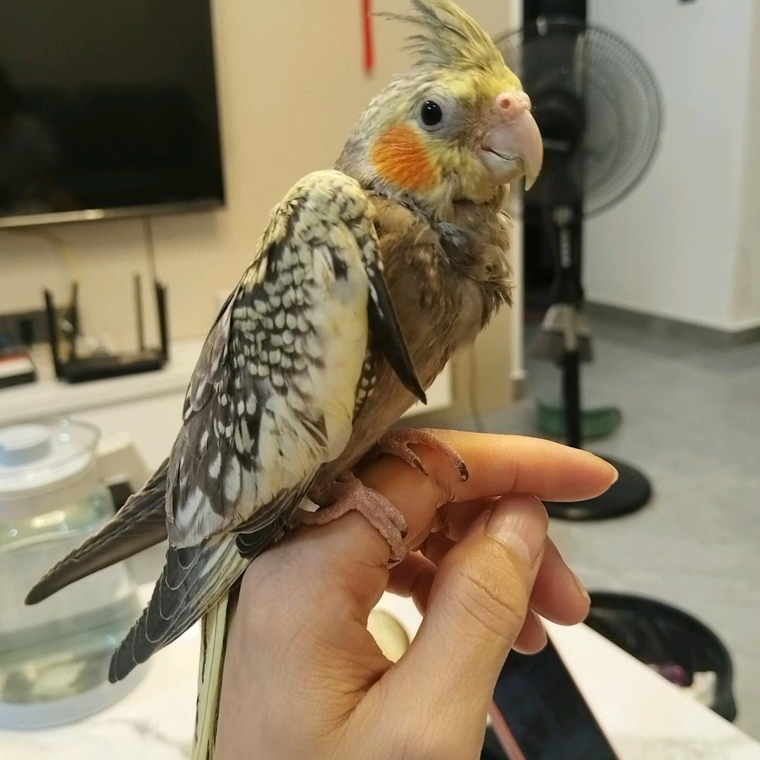 〈（毒药哥⸝⸝ ᳐ʚ̴̶̷̷ ‧̫ ʚ