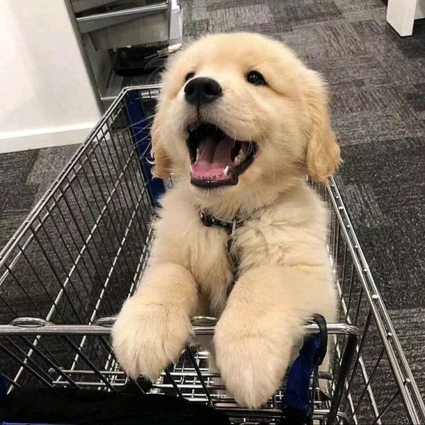 淋湿的小熊