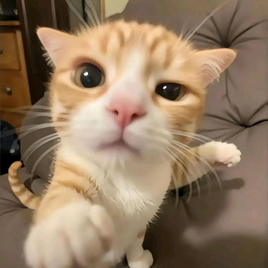 嗨皮小me