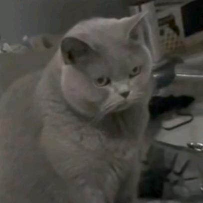 一口十根芝士年糕条