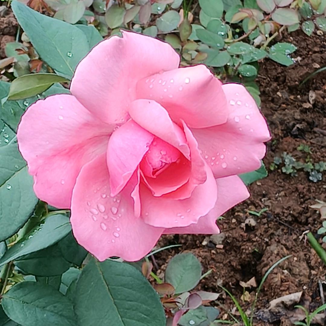 阿慧姐🌹🌹