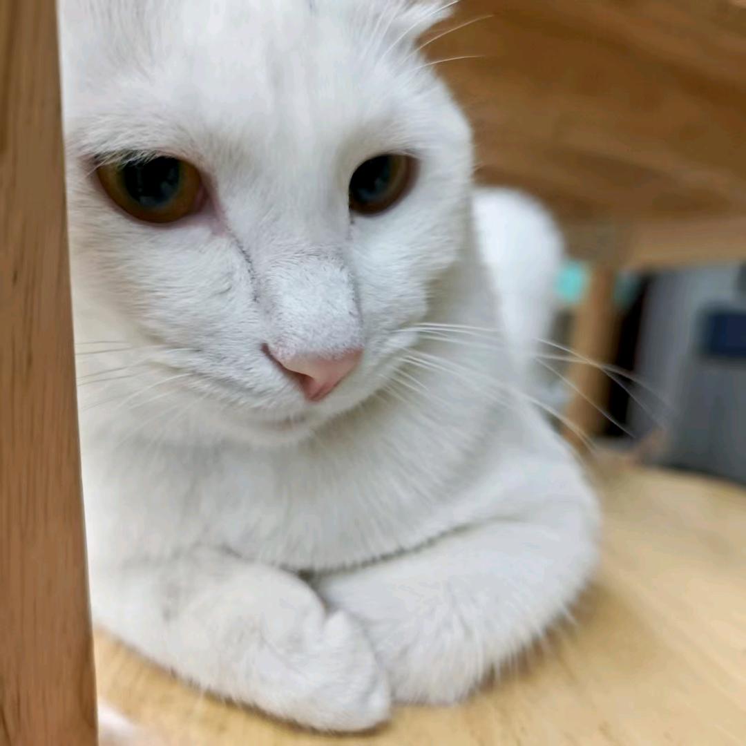 小才才🏠（硬装中）