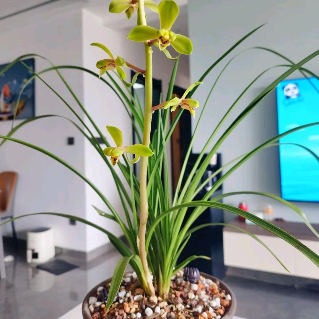 暖男(阳台养兰)