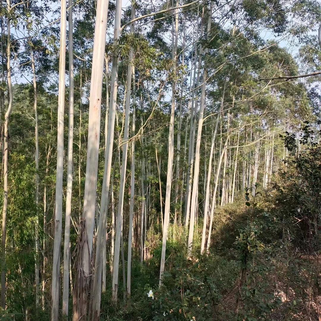 百色桉树小哥