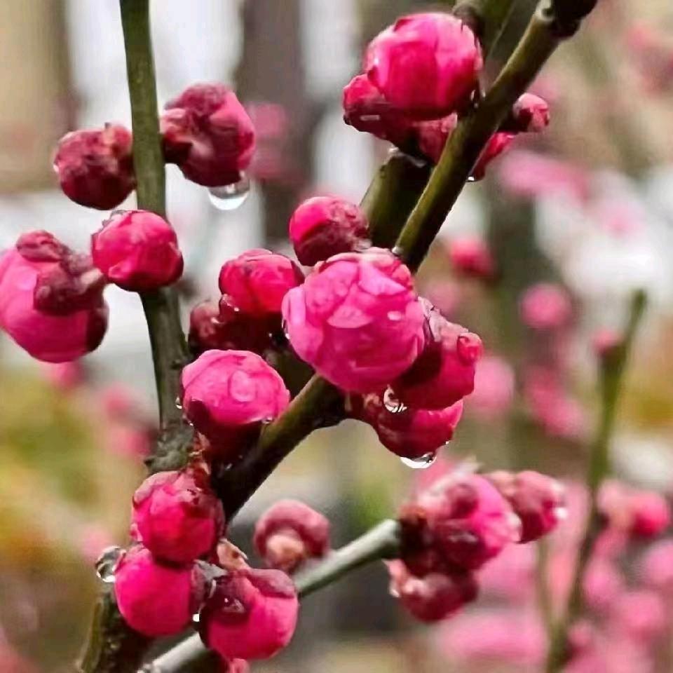 梅花