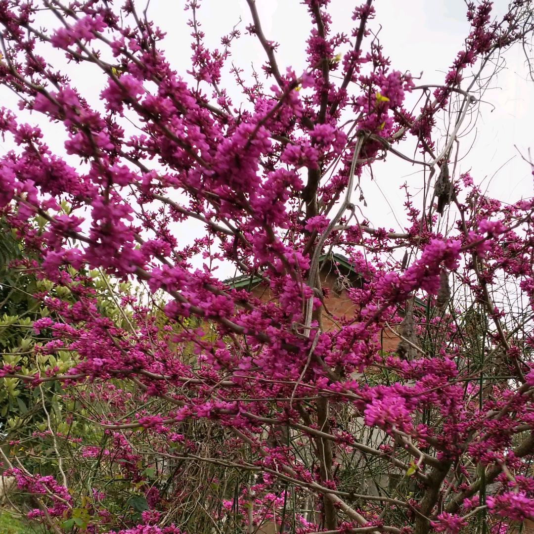 张家姑娘🐮🐮🌹🌹🌹🌺🌺