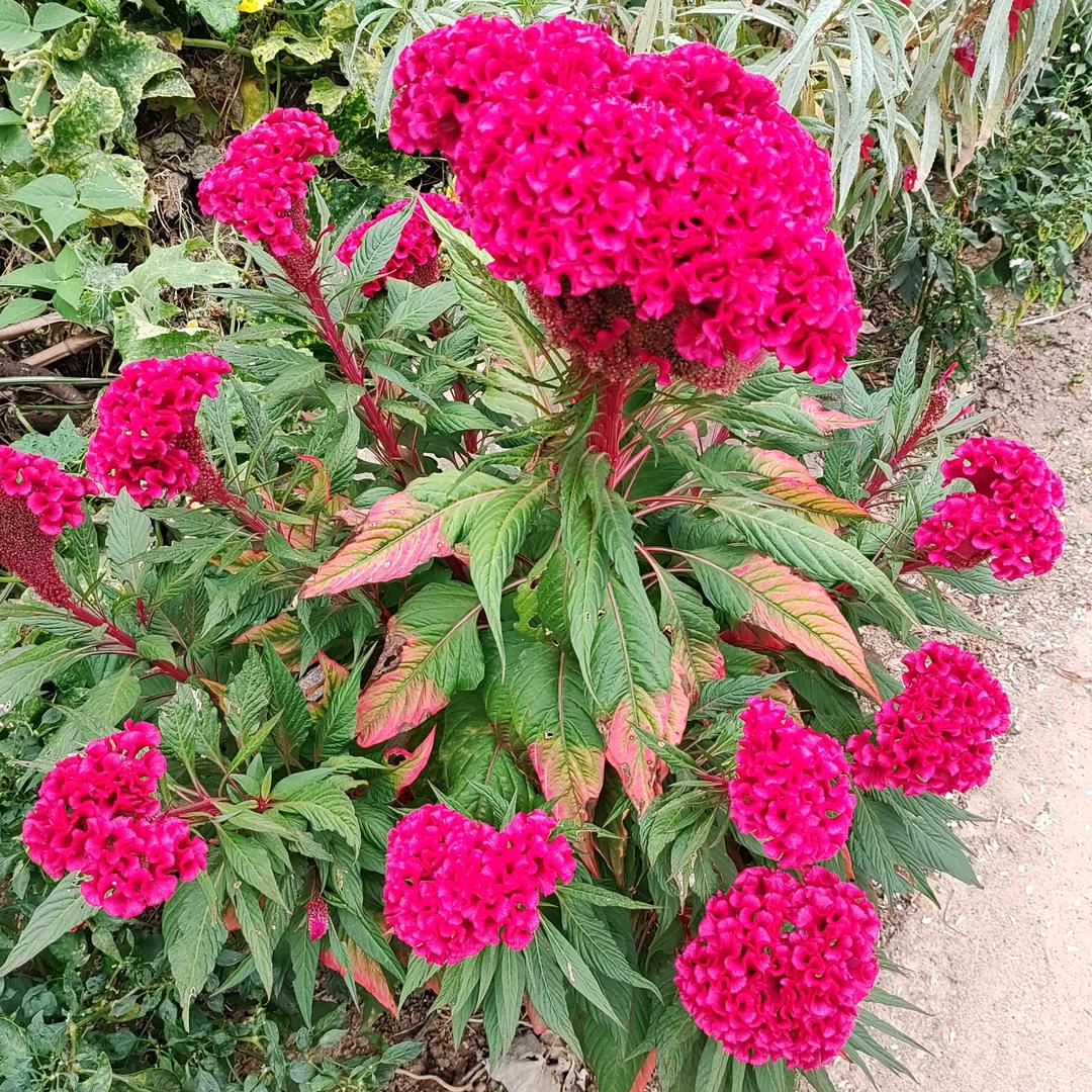 大橙子🍊（好运常在）