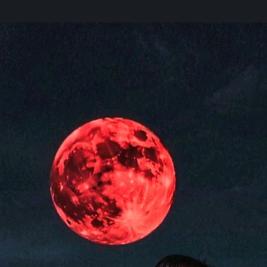 秋天的落叶