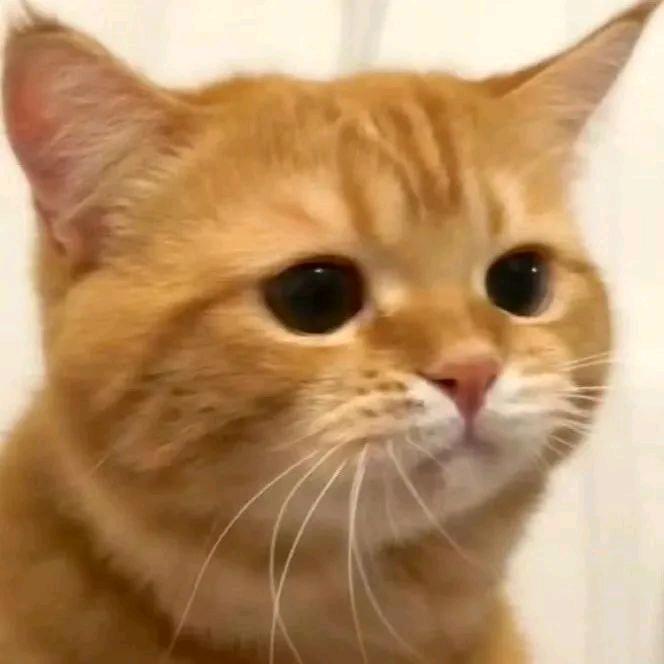 我的小猫