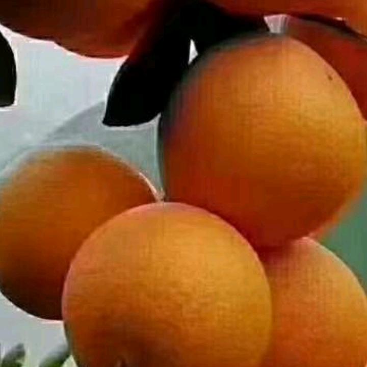 茶