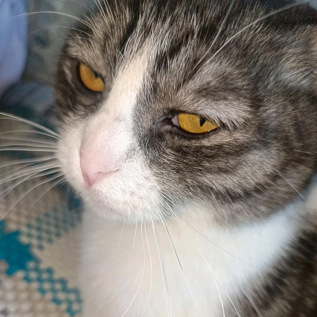 卡布叻-zyd☺️😚🎉🐾