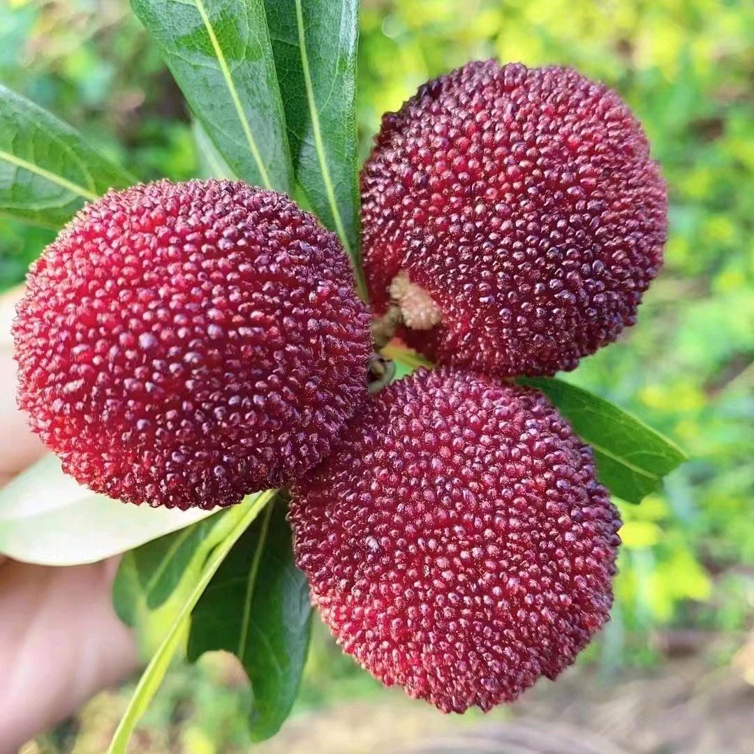 文成高山大棚杨梅