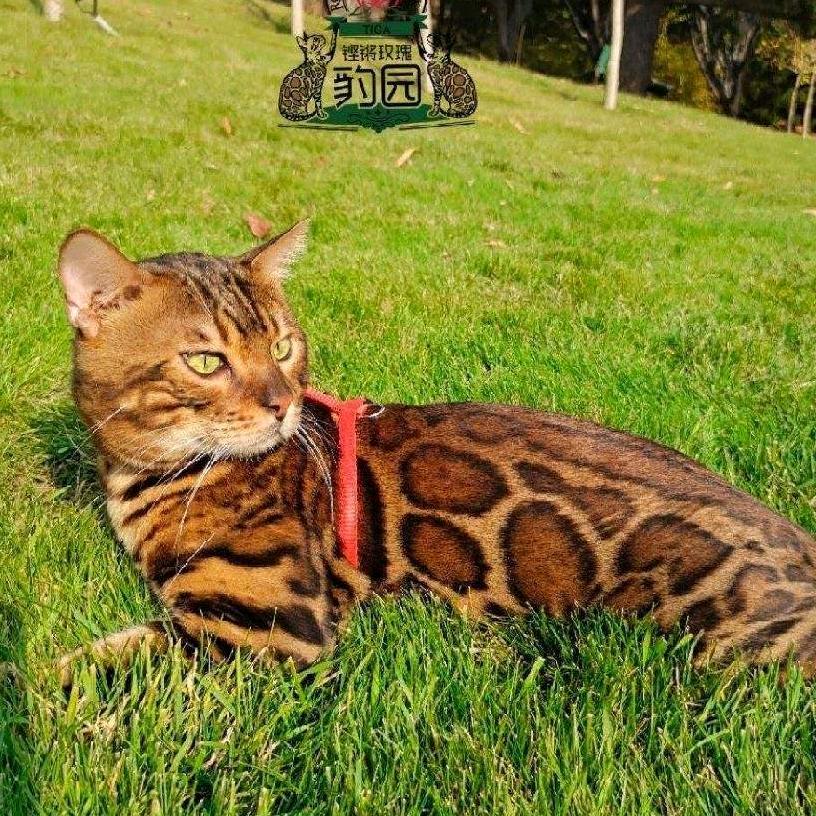 铿锵玫瑰豹猫园 孟加拉豹猫