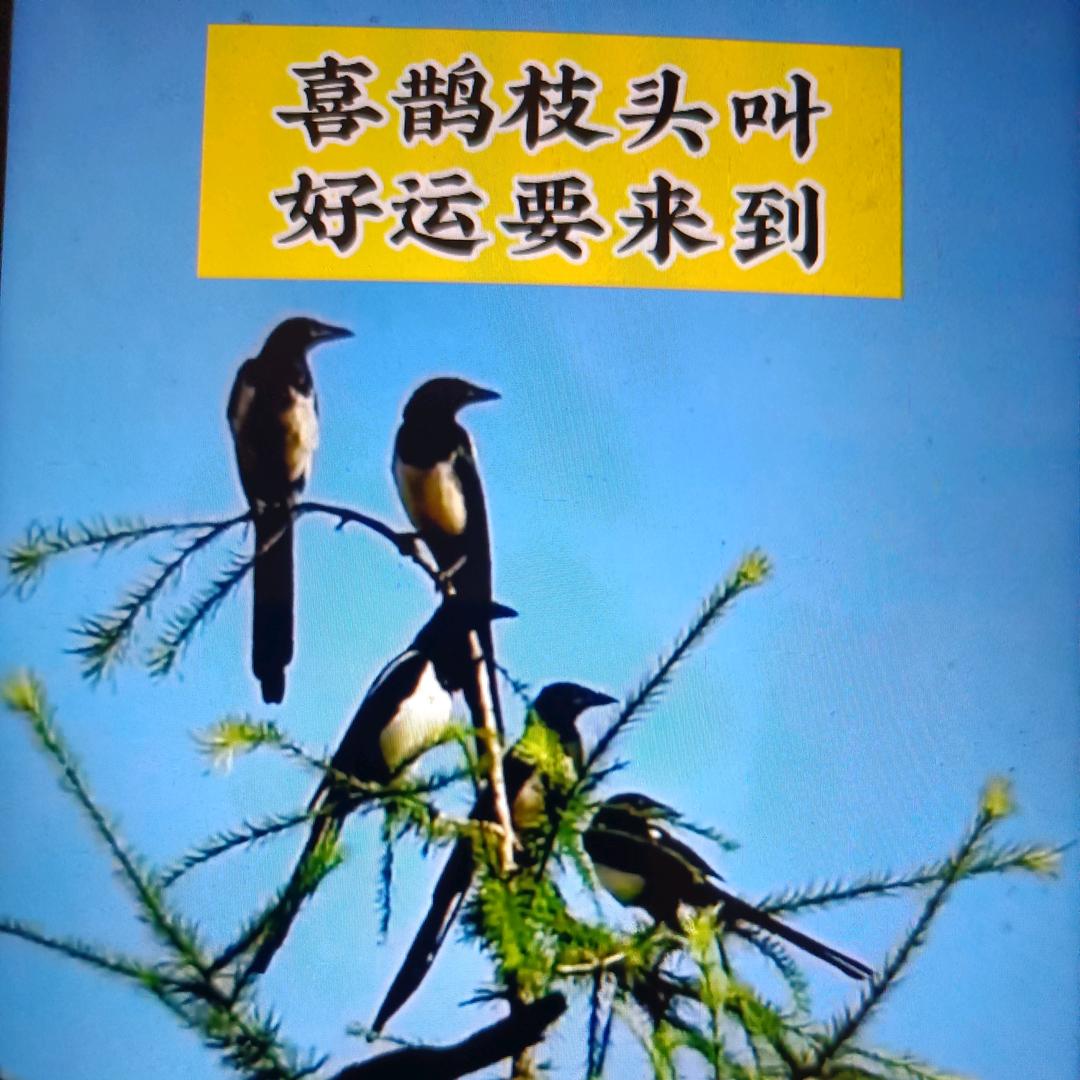欣泉悦溪《伟哥》