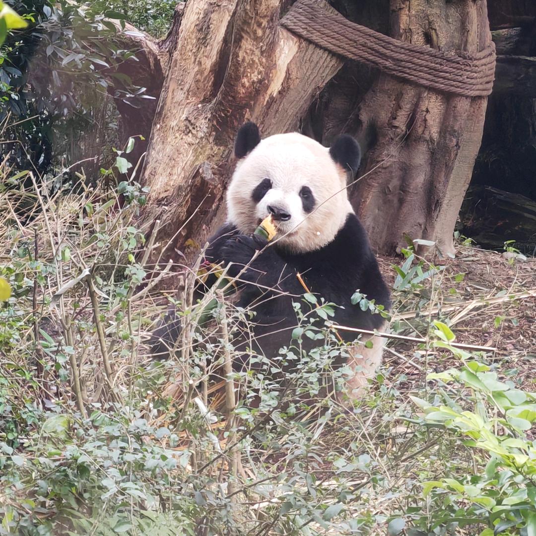 你好我好大家好