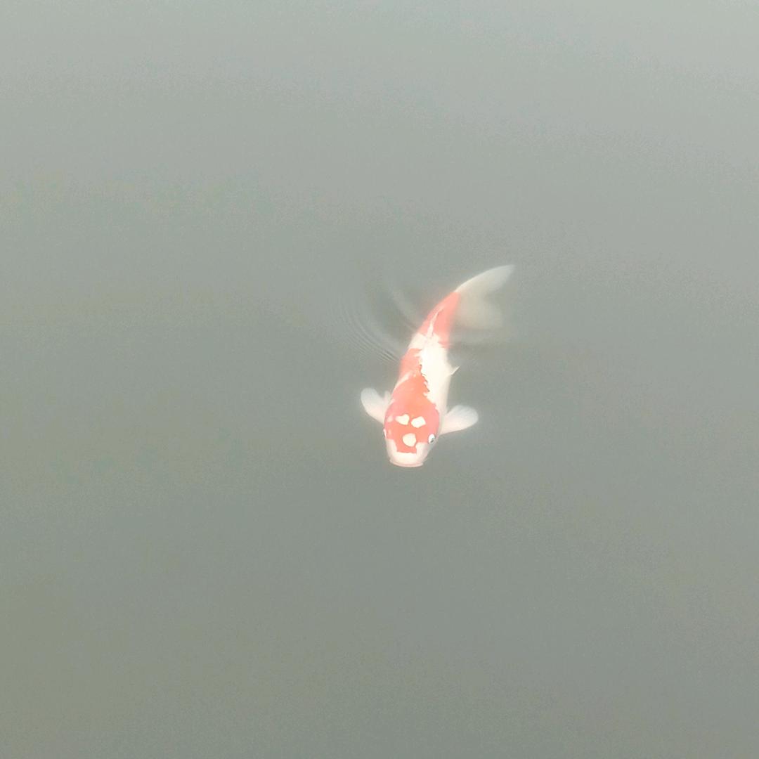 爱跳舞💃💃的龚姐