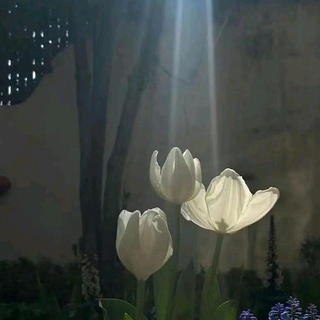小熊饼干