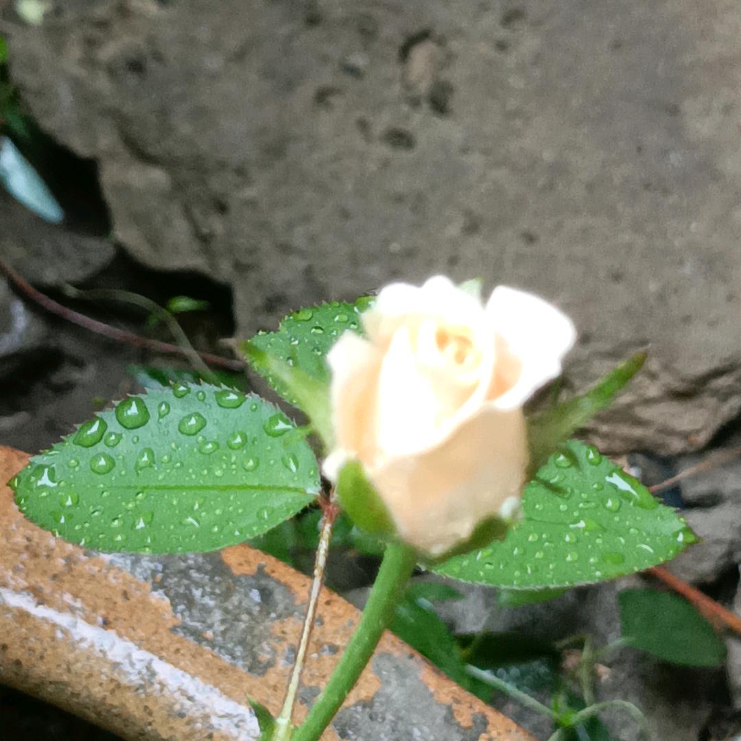 天下为公