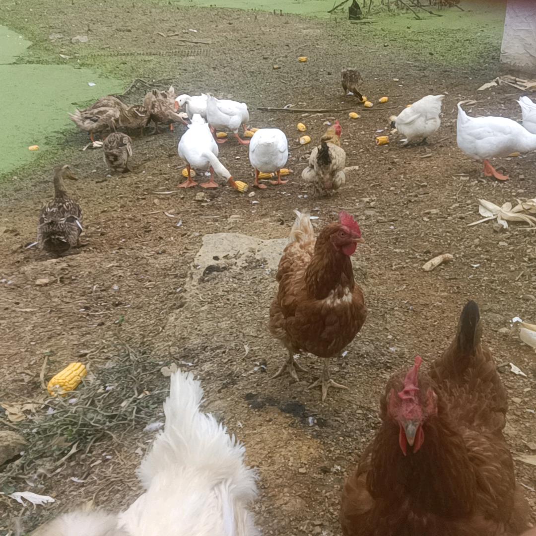 自家散养鸡丶鸭丶鹅欢迎来买