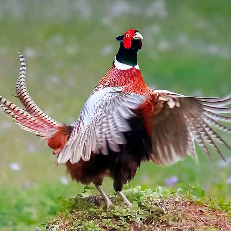 李二七彩山鸡胚子养殖