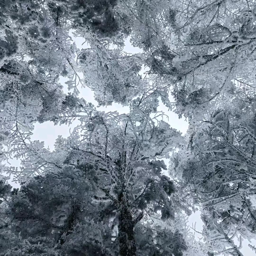 英子